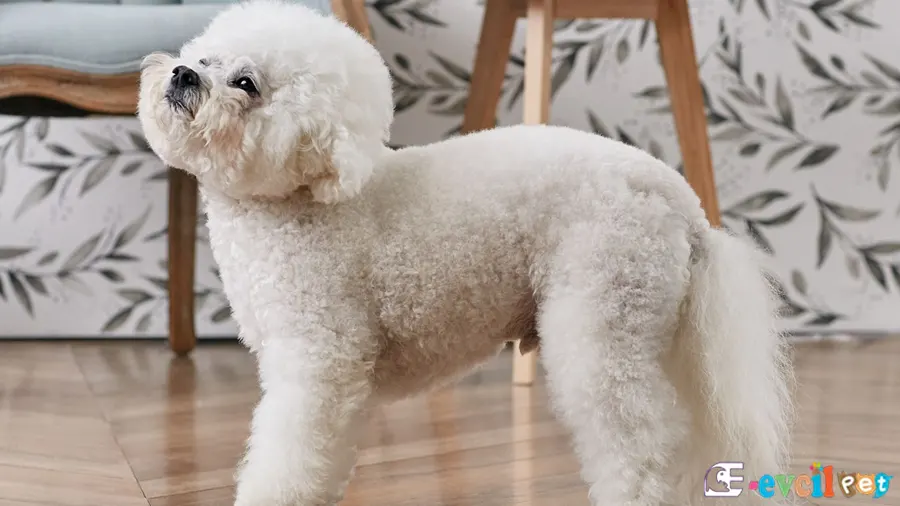 Bichon Frise Fiziksel Özellikleri