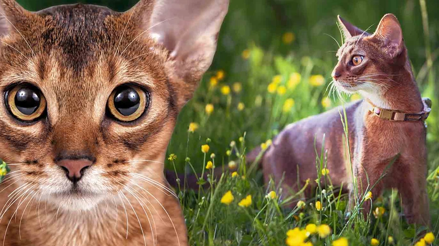 Habeş (Abyssinian) Genetik Sağlık Sorunları