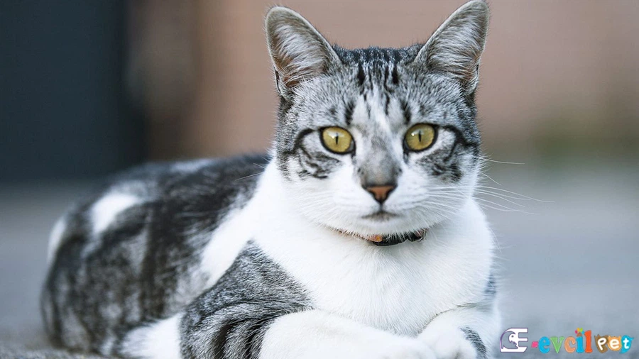 European Shorthair Kedisi