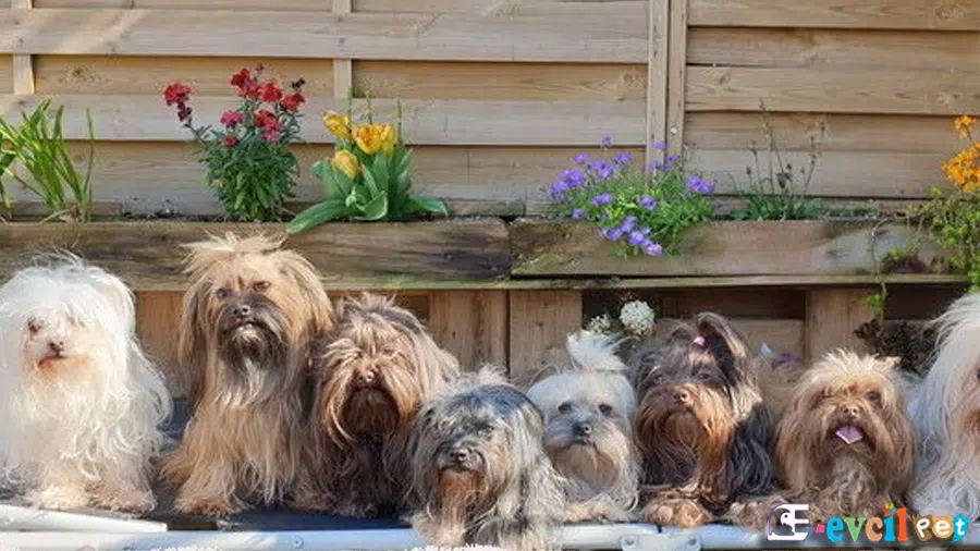 Rus Finosu (Bolonka)