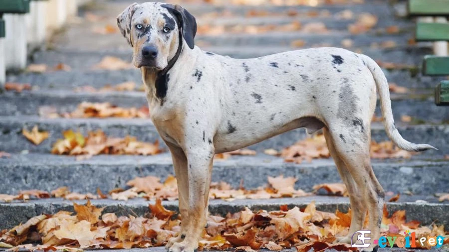 American Leopard Hound (American Leopard Cur) American Leopard Hound American Leopard Cur Genetik Sağlık Sorunları