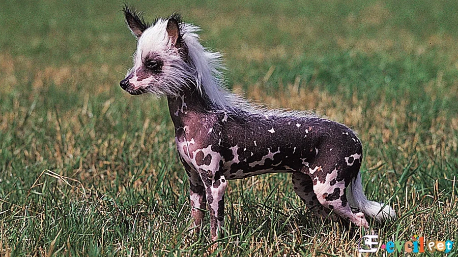 Tüysüz Çin Köpeği Cinsi (Chinese Crested) Karakter Özellikleri