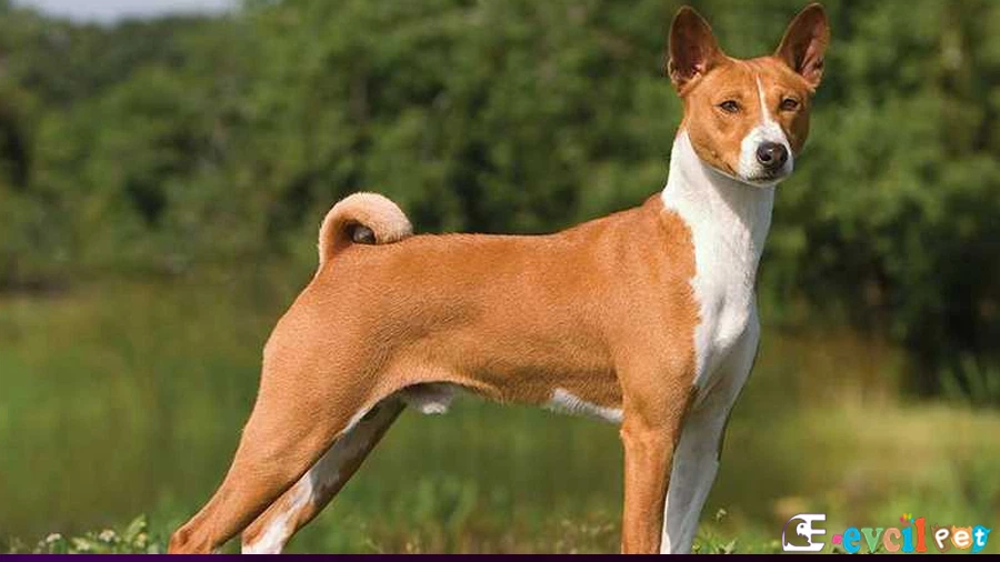 Basenji Kökeni ve Özellikleri