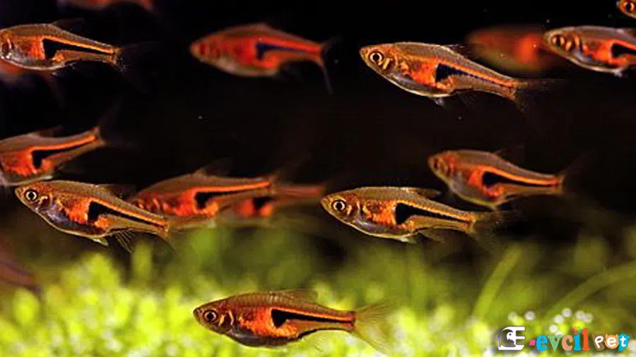 Harlequin Rasbora Sürüsü