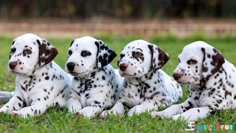 Dalmaçyalı (Dalmatian) Dalmaçyalı (Dalmatian)