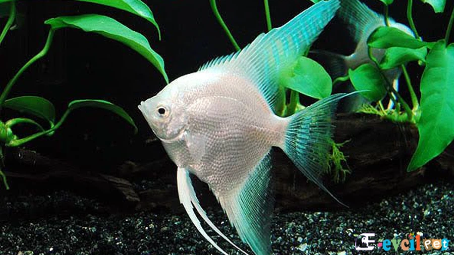 Pterophyllum Scalare (Melek Balığı)