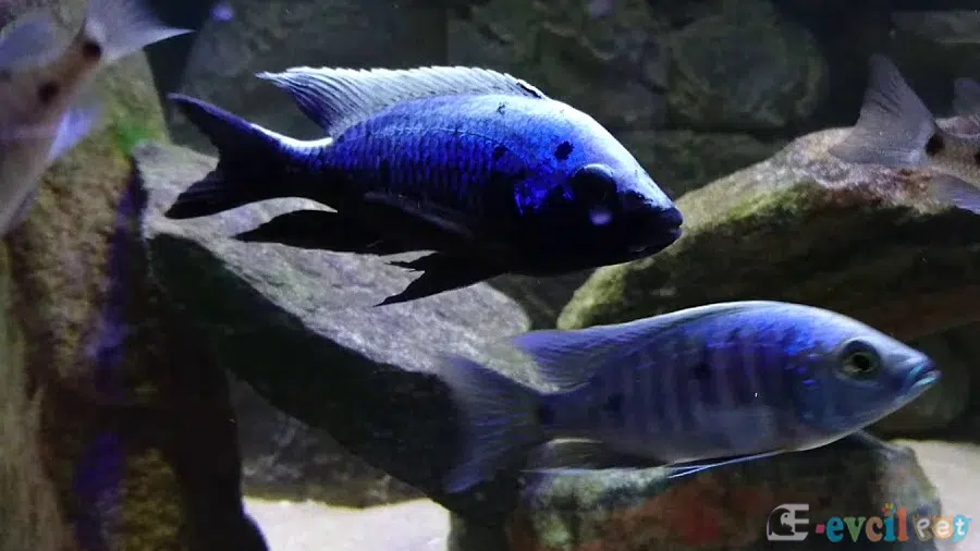 Copadichromis trewavasae Akvaryumu