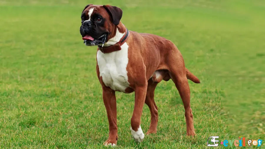 Boxer Köpek (Boksör) Boxer Bakımı ve Beslenmesi (Boksör)