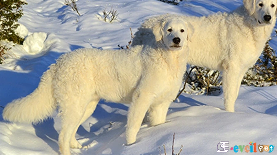 Kuvasz Fiziksel Özellikleri