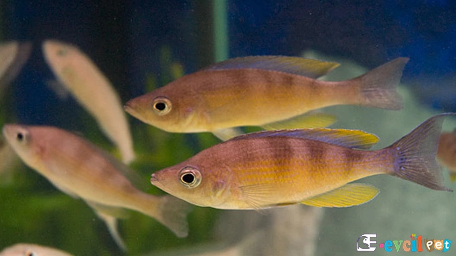 Cyprichromis Zonatus