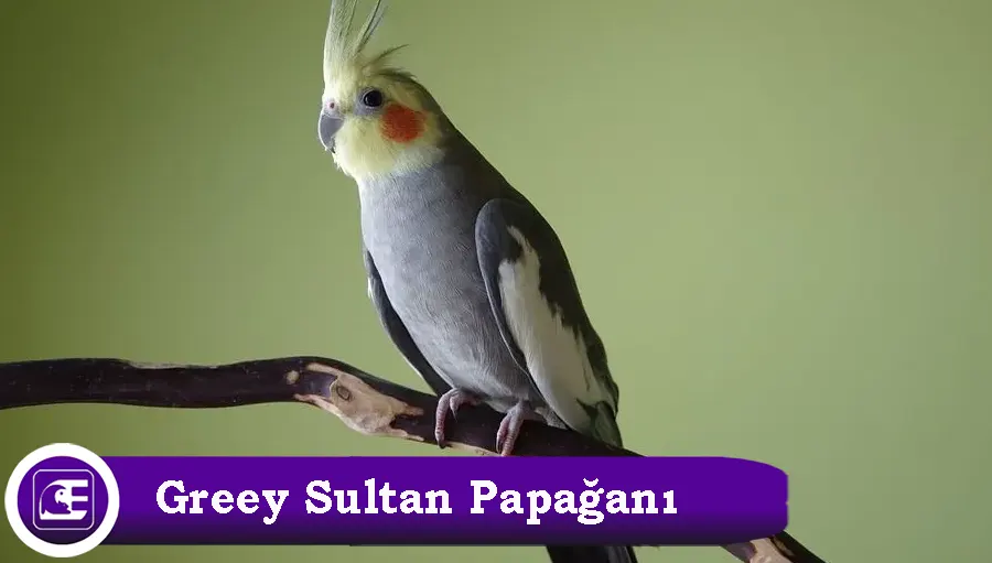 Grey Sultan Papağanı