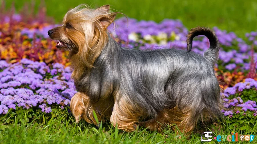 Silky Terrier Karakter Özellikleri