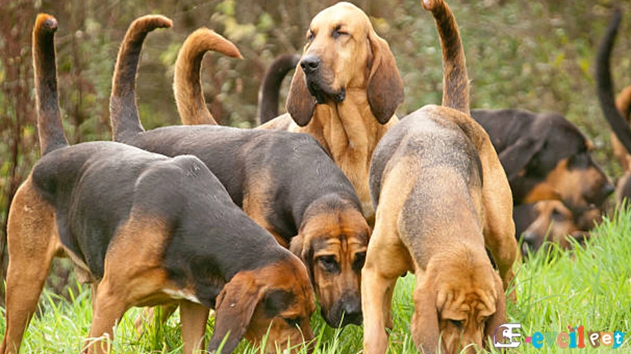 Bloodhound Bloodhound Bakımı ve Beslenmesi