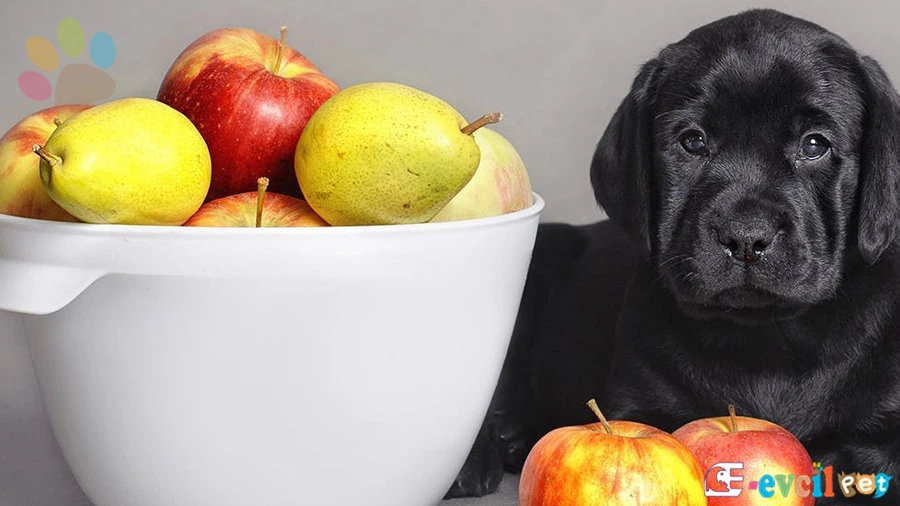 Köpeklerin yiyebileceği sebze ve meyveler