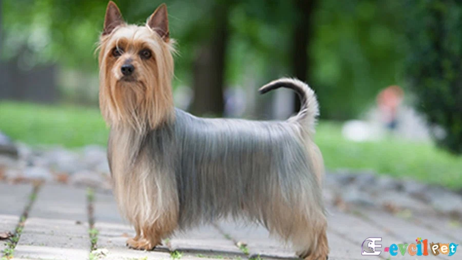 Silky Terrier Bakımı ve Beslenmesi