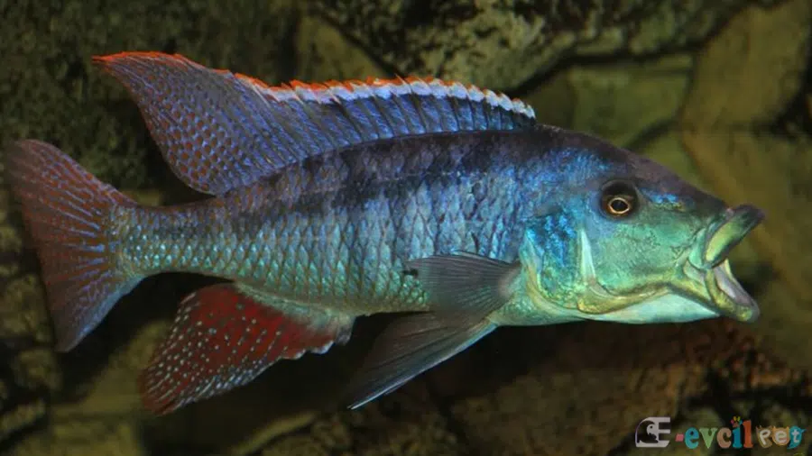 Lichnochromis acuticeps(Malawi Gar) Erkek