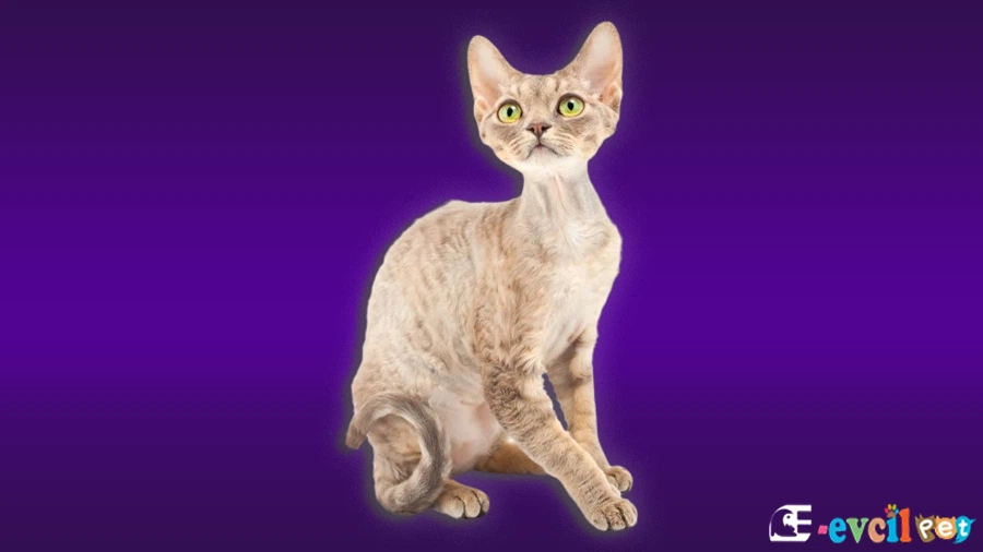German Rex Kedi
