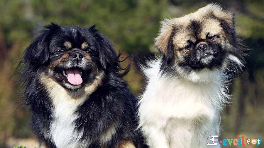 Tibet Spaniel Bakımı ve Beslenmesi (Tibet Spanyeli)