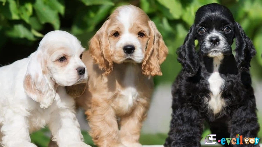 Field Spaniel Field Spaniel Genetik Sağlık Sorunları Hastalıkları
