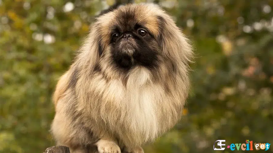 Pekinez Karakter Özellikleri (Pekingese)