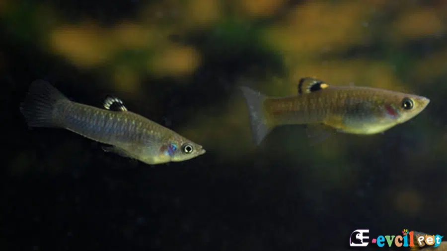 Poecilia caucana