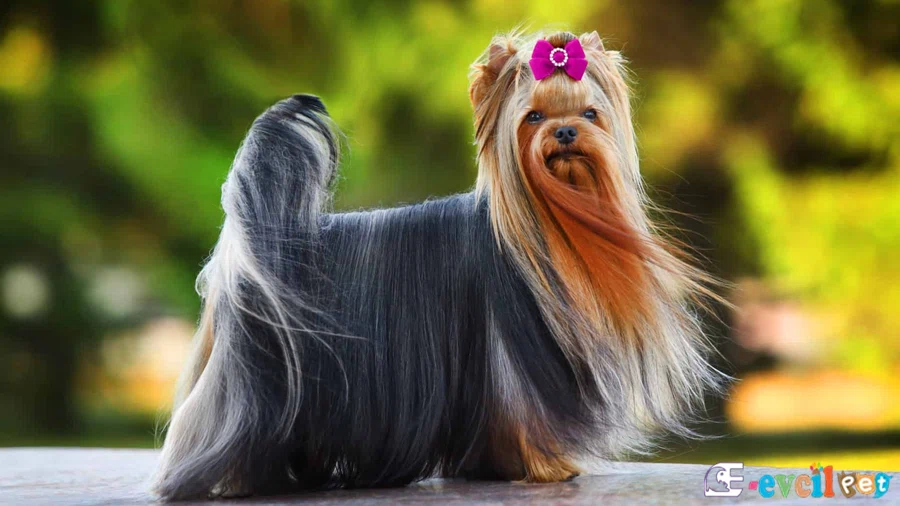 Silky Terrier Genetik Sağlık Sorunları Hastalıkları