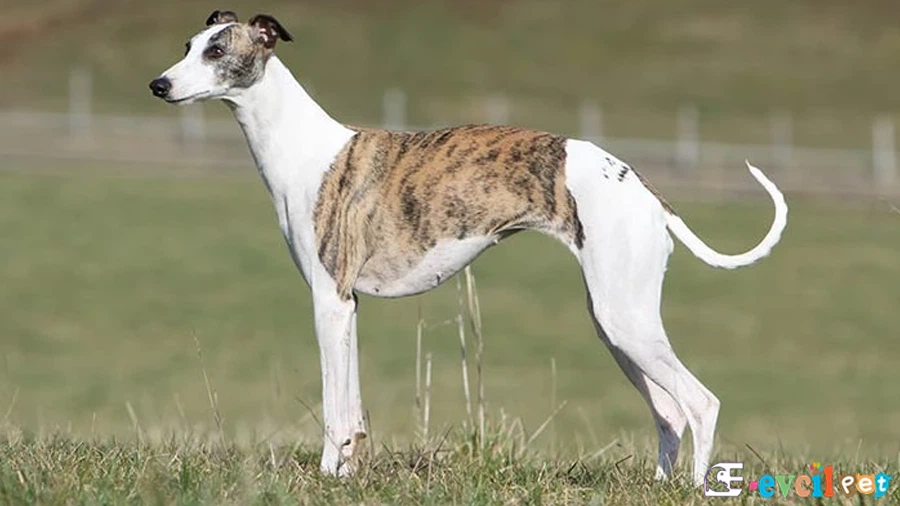 Whippet Bakımı ve Beslenmesi