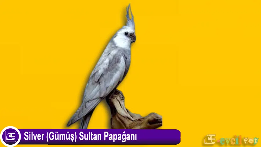 Silver (Gümüş) Sultan Papağanı