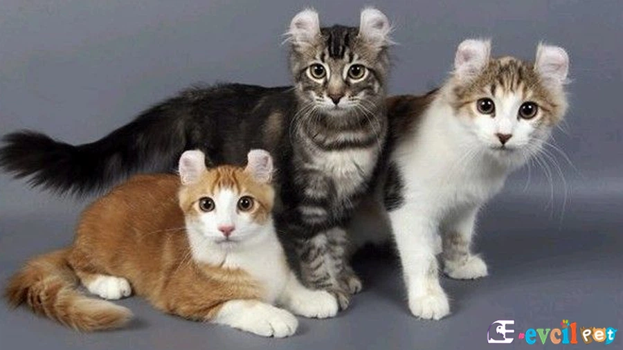 Amerikan Curl Genetik Sağlık Sorunları