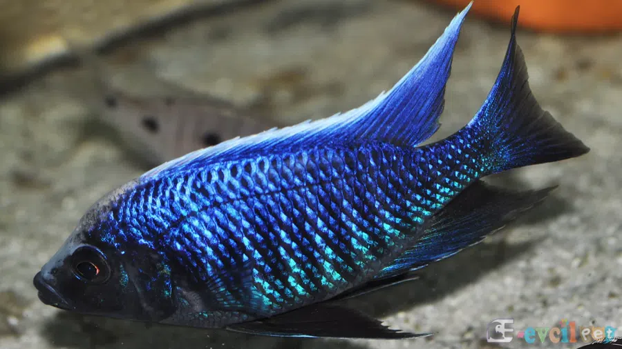 Copadichromis sp. Mloto Fluorescent Erkek