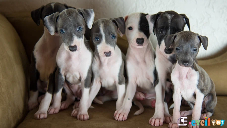 Greyhound Genetik Sağlık Sorunları Hastalıkları