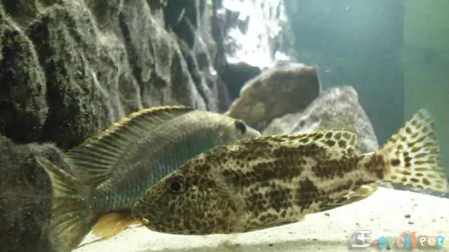 Nimbochromis Polystigma Kurlaşıyor