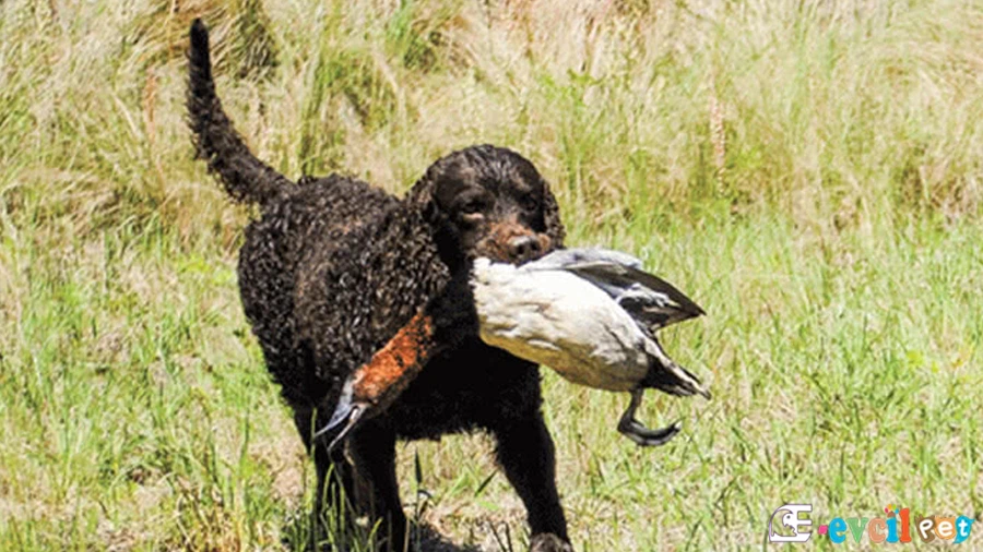 Amerikan Water Spaniel Amerikan Water Spaniel Genetik Sağlık Sorunları