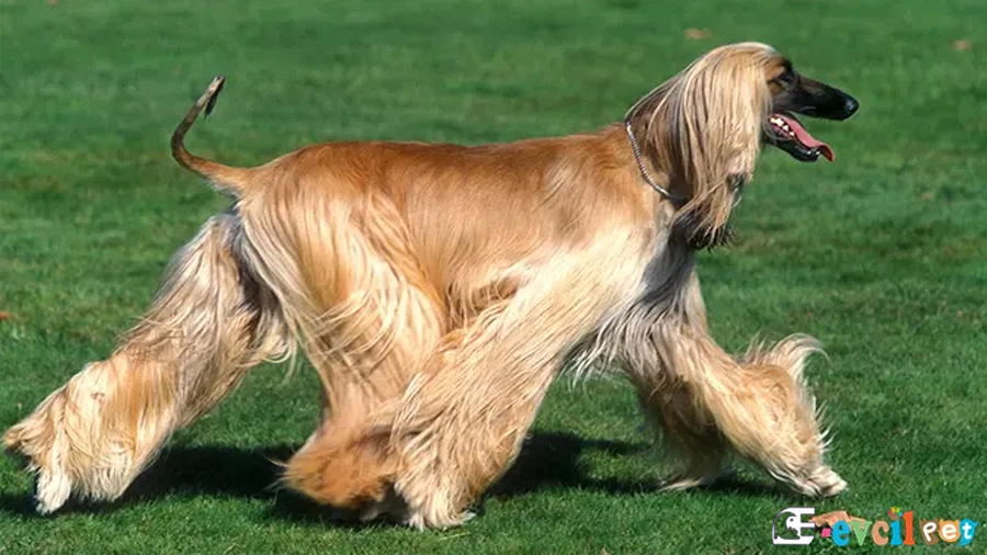 Afgan Tazısı Bakımı ve Beslenmesi