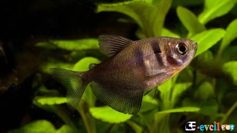 Gymnocorymbus ternetzi (Siyah Tetra)