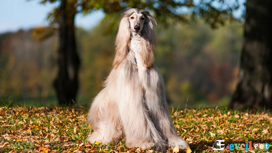Afgan Tazısı Fiziksel Özellikleri