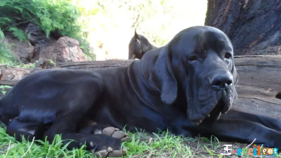 Brezilya Mastiff (Fila Brasileiro) Brezilya Mastiff Sağlık Sorunları Hastalıkları (Fila Brasileiro)