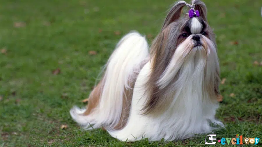 Shih Tzu Temel Eğitimi ve Tuvalet Eğitimi