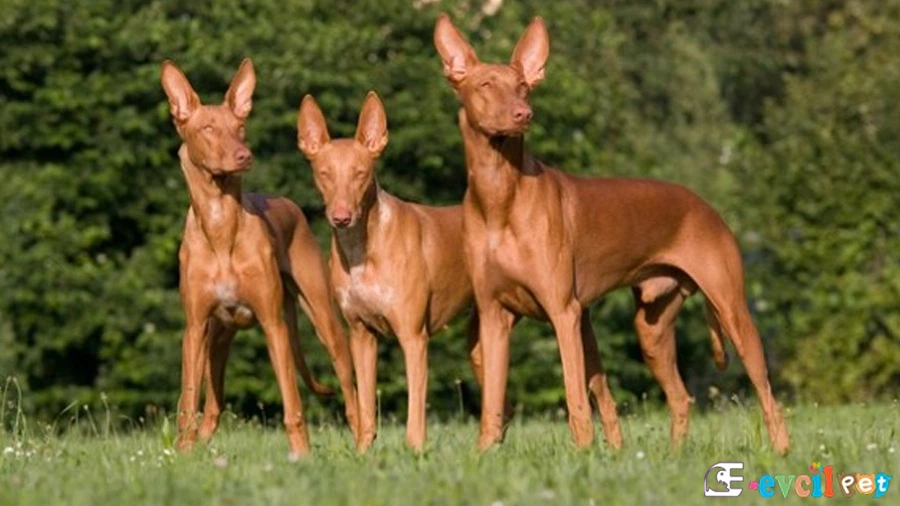 Firavun Tazısı Karakter Özellikleri (Pharaoh Hound)