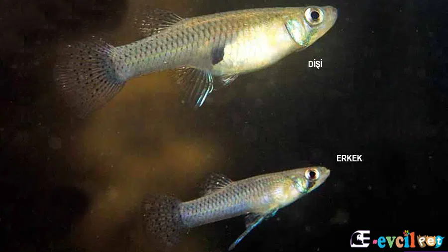 Gambusia affinis (Gambusya - Sivrisinek Balığı) Erkek ve Dişi