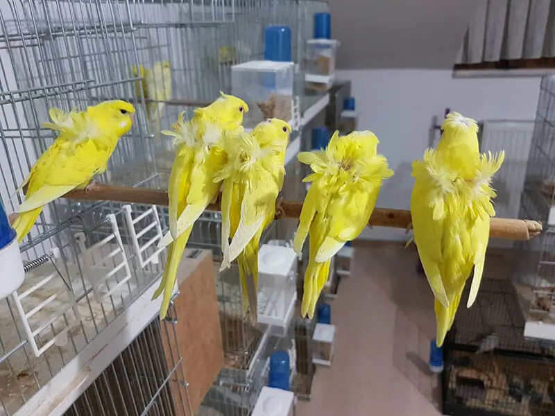 Japones Muhabbet Kuşu