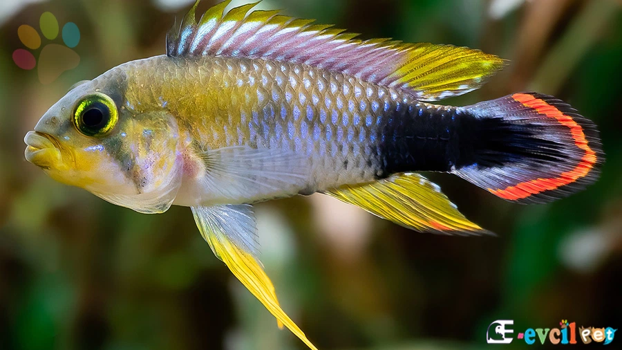 Apistogramma panduro