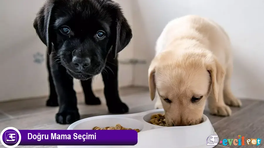 Doğru Mama Seçimi