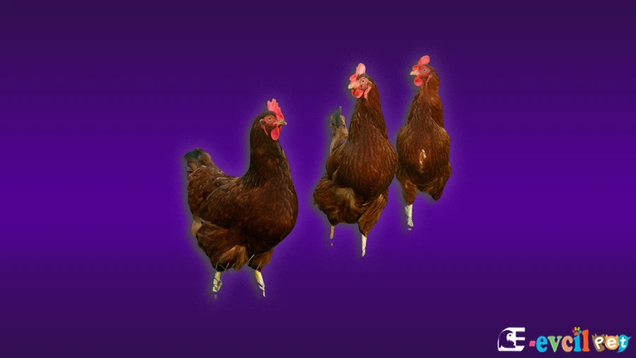 Rhode Island Red Tavuk Bakımı ve Beslenmesi