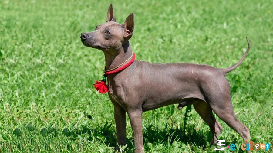 American Hairless Terrier Temel Eğitimi ve Tuvalet Eğitimi