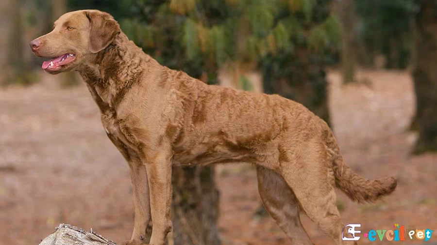 Chesapeake Bay Retriever Chesapeake Bay Retriever Bakımı ve Beslenmesi