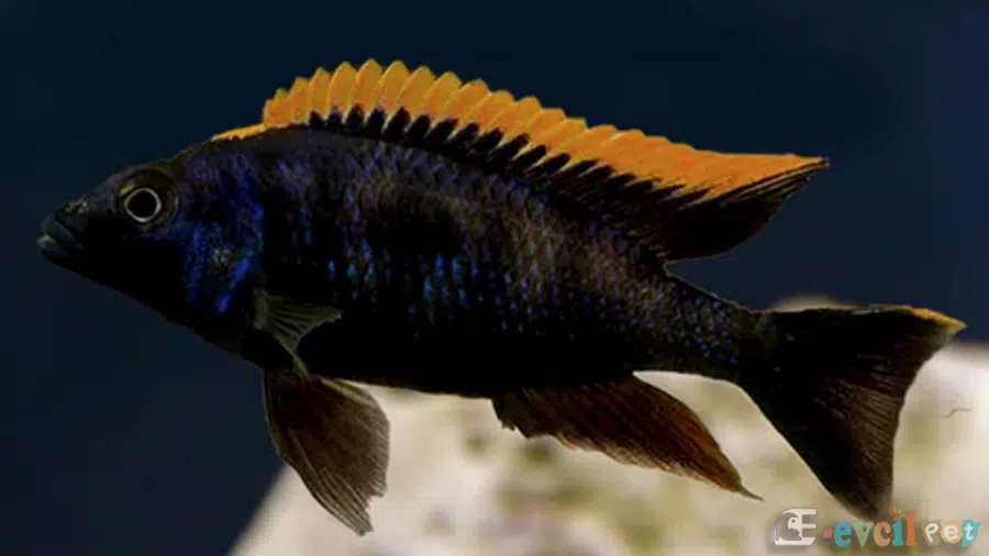 Otopharynx Lithobates Orange