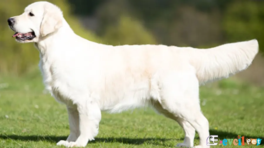 Golden Retriever Temel Eğitimi ve Tuvalet Eğitimi