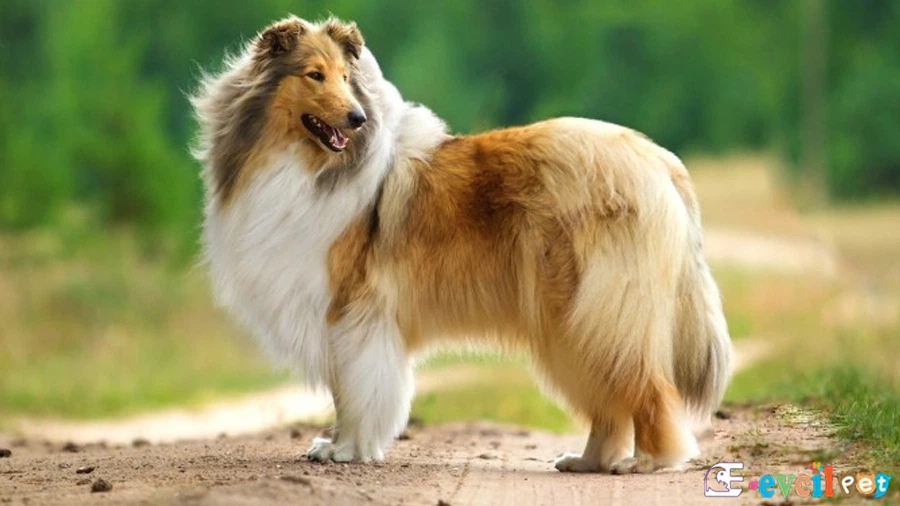 Uzun Tüylü Collie Temel Eğitimi ve Tuvalet Eğitimi