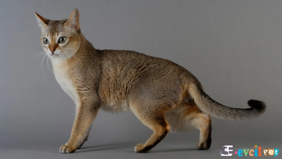 Singapura Kedisi